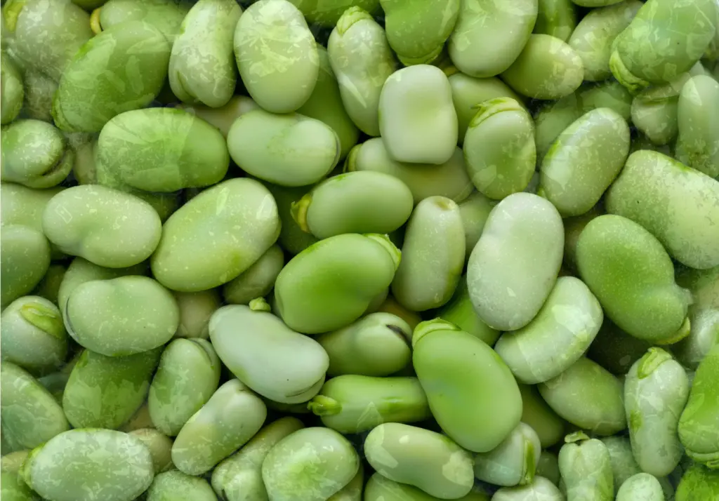 [VFF015-A2X5] Fava Beans, IQF ((2 x 5 lb) 10 lb/Cs, Annabell's)