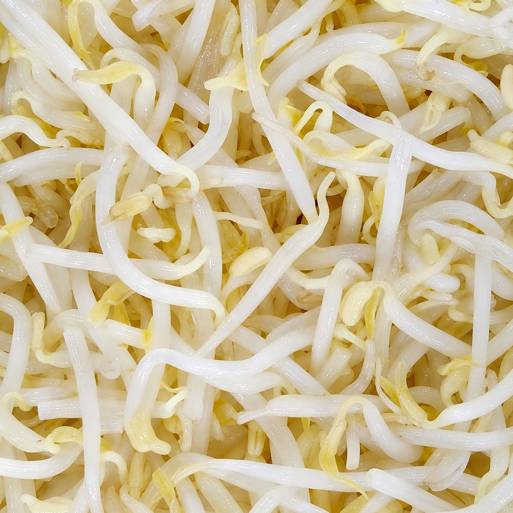 [CFF030-A6XA10] Canned Bean Sprouts (6 x A10, Annabell's)